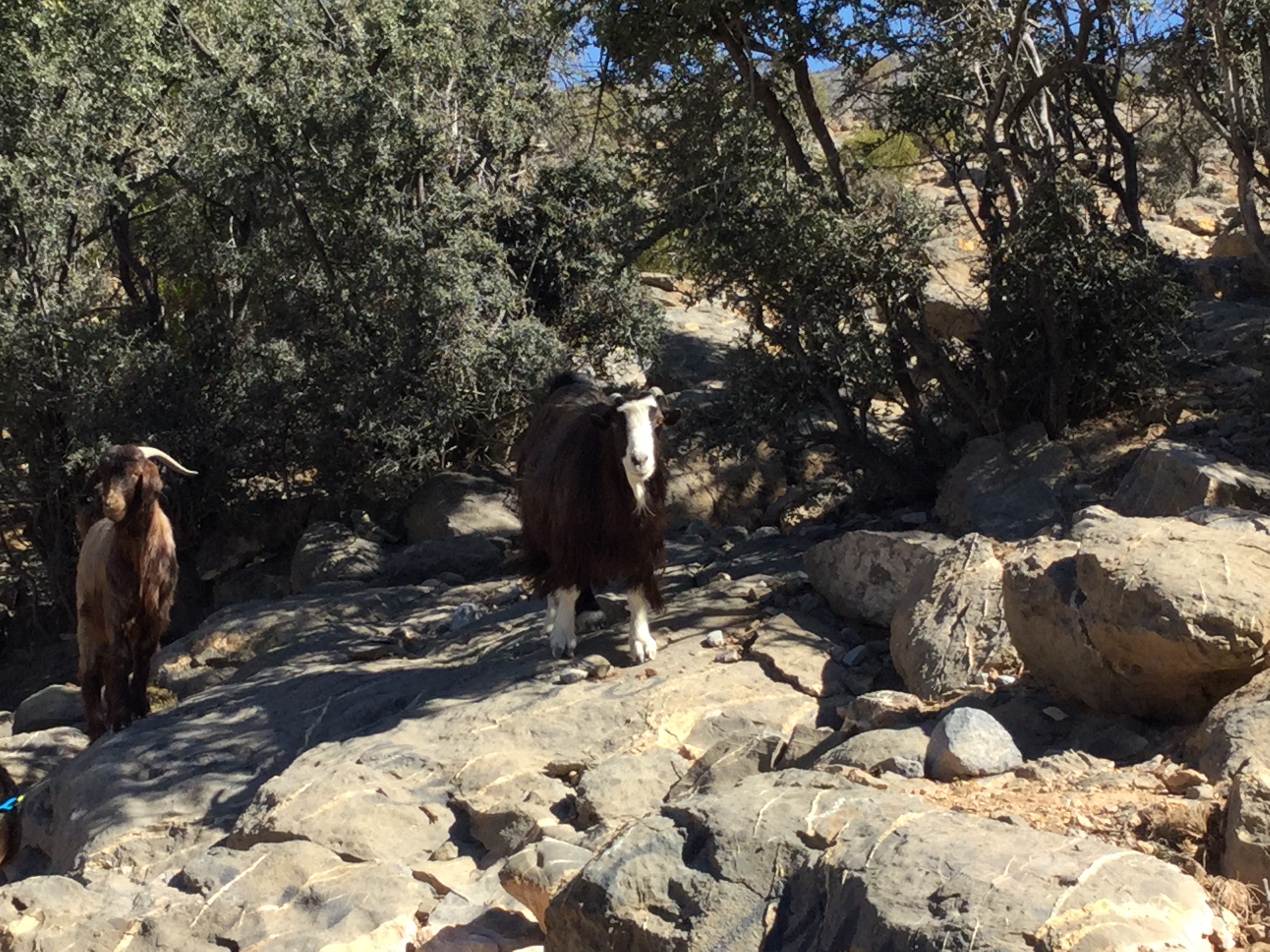 Hungry mountain goats in Jebel Shams, Oman