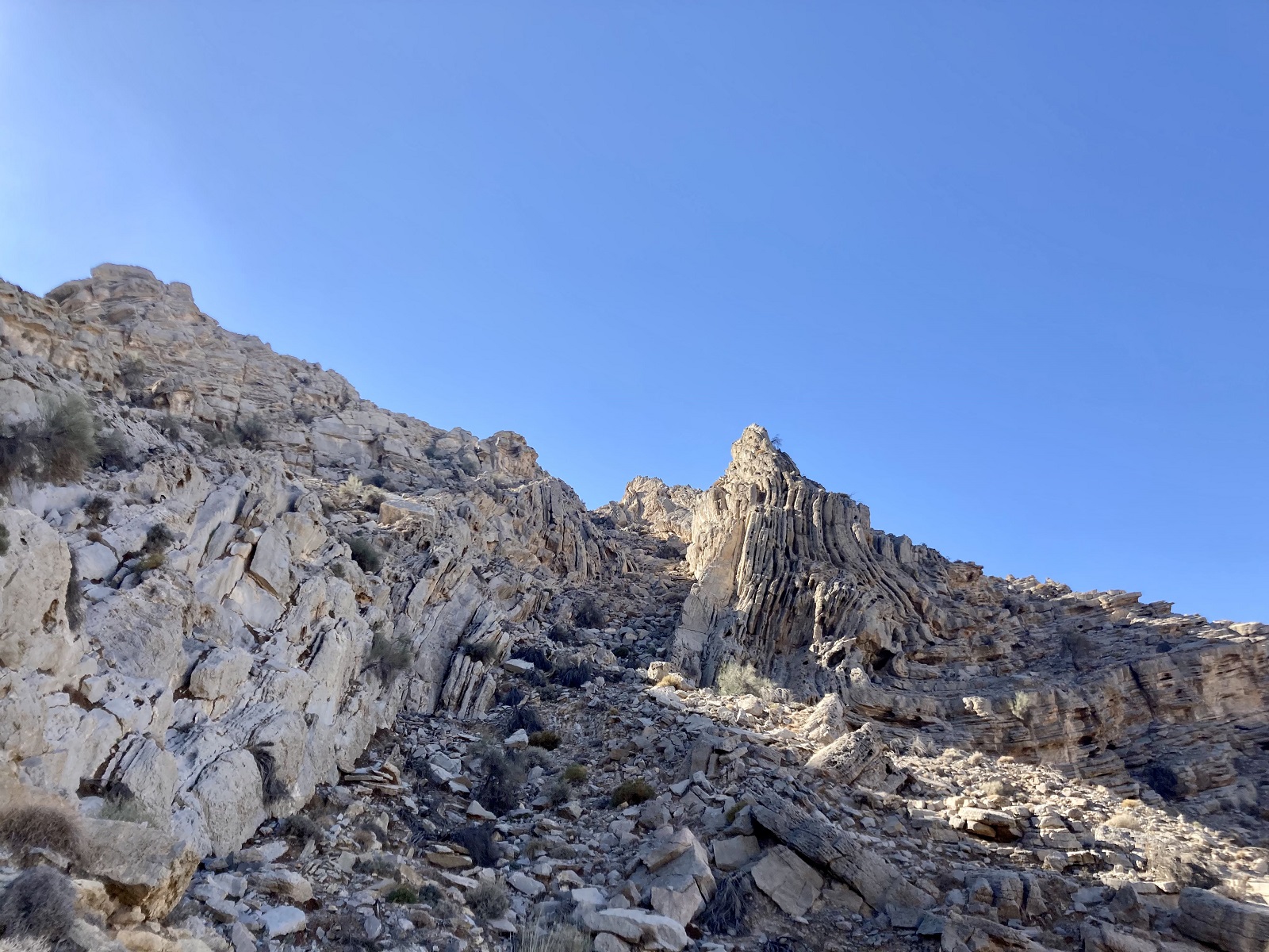 An interesting tree shape along the hiking trail