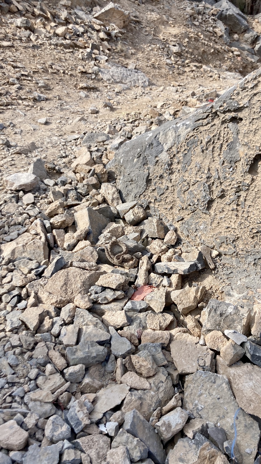 Snake found on a Hiking Trail