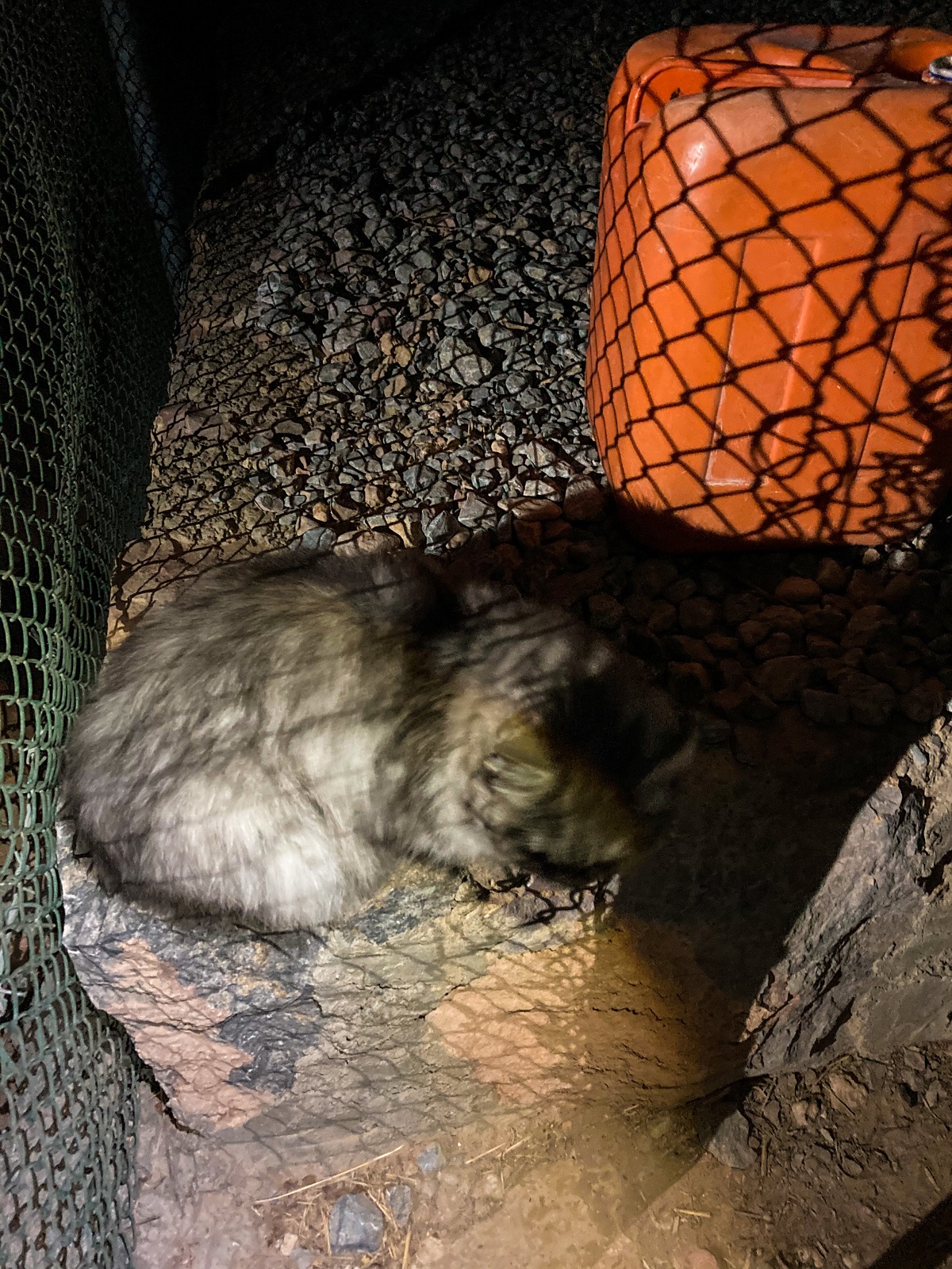Cat at Qanan Village
