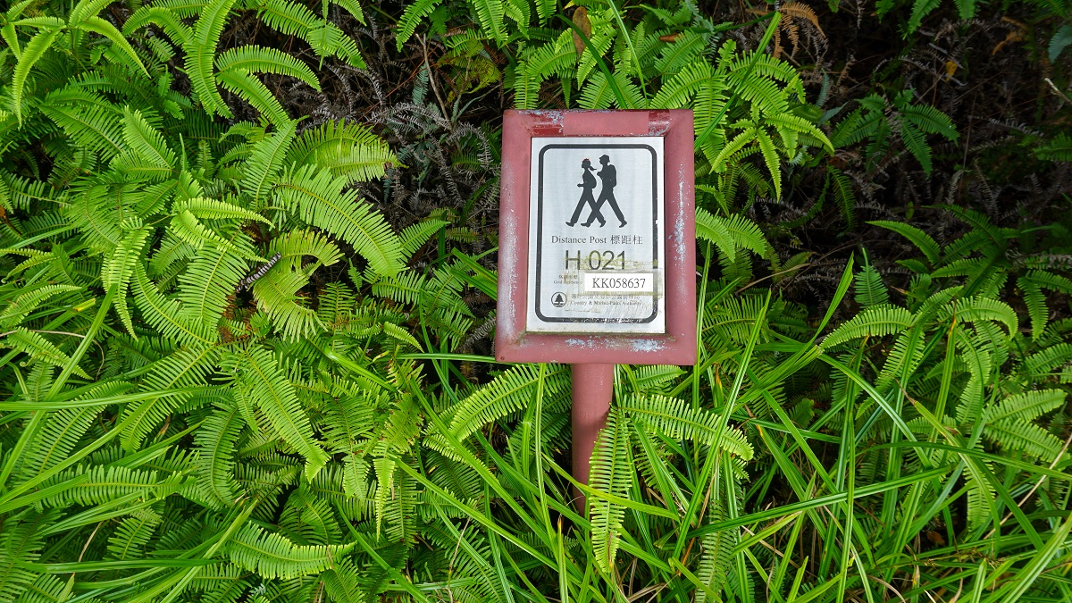 Distance Post with Ferns in Hong Kong Trail