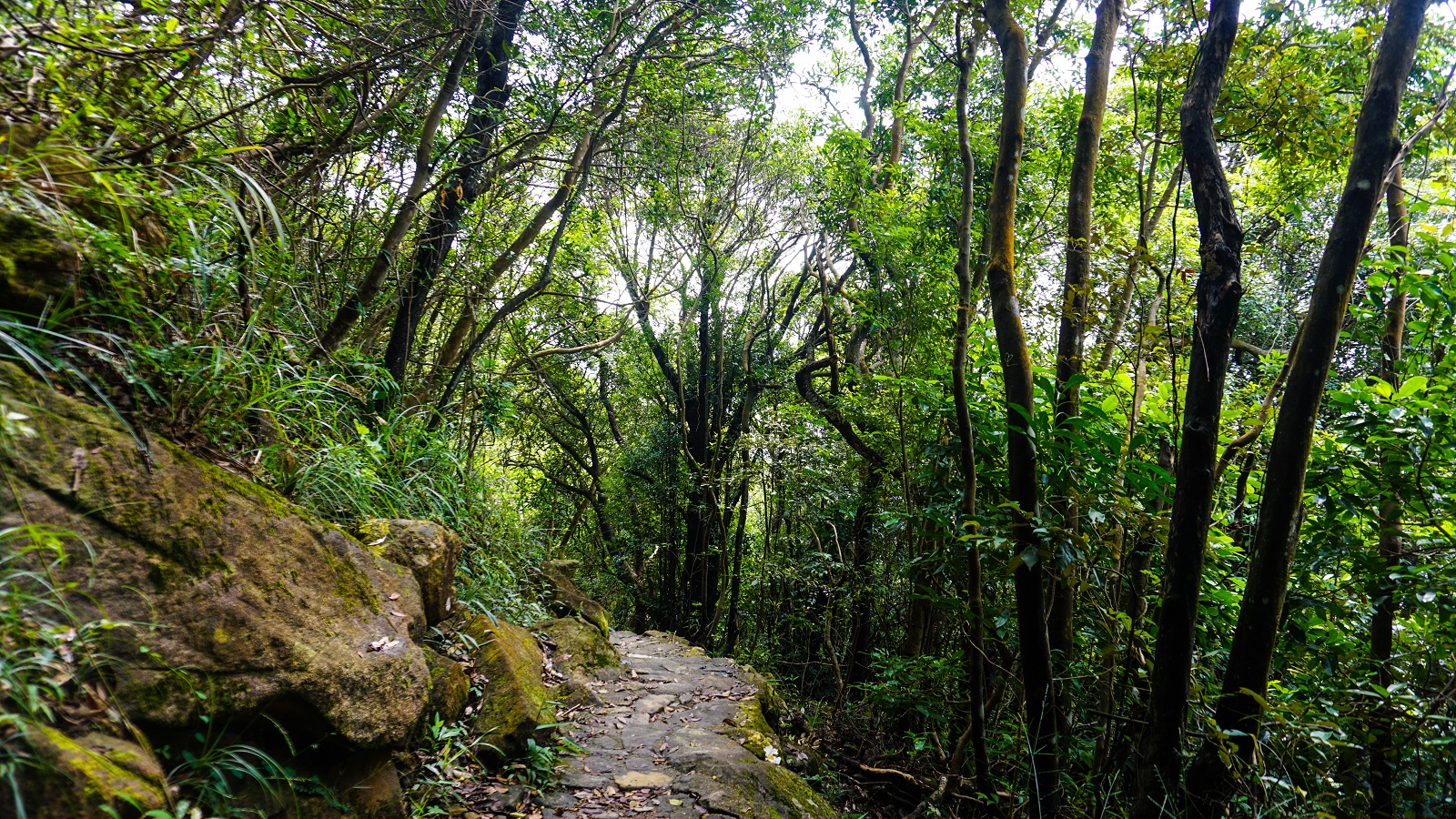 Woods in Hong Kong Trail during hiking trip in Hong Kong 