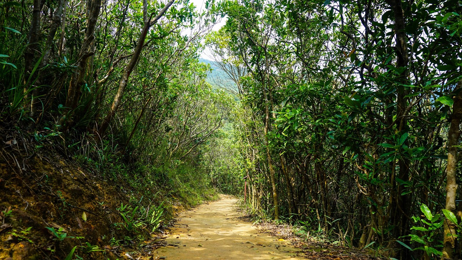Dirt trail in Hong Kong Trail Section 1