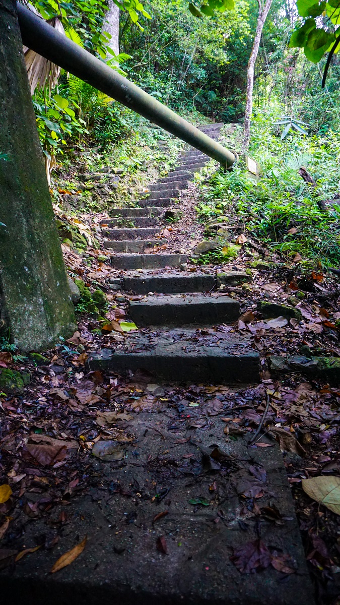 Woods in Hong Kong Trail 