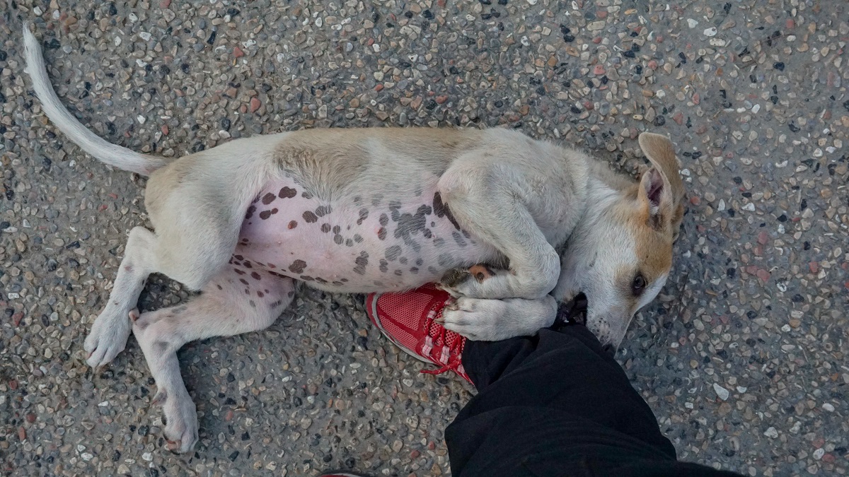 Local dog playing with me 