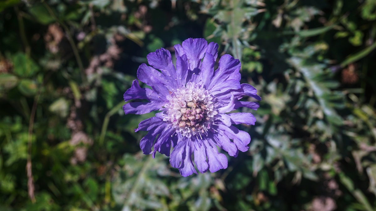Violet Flower in the trail