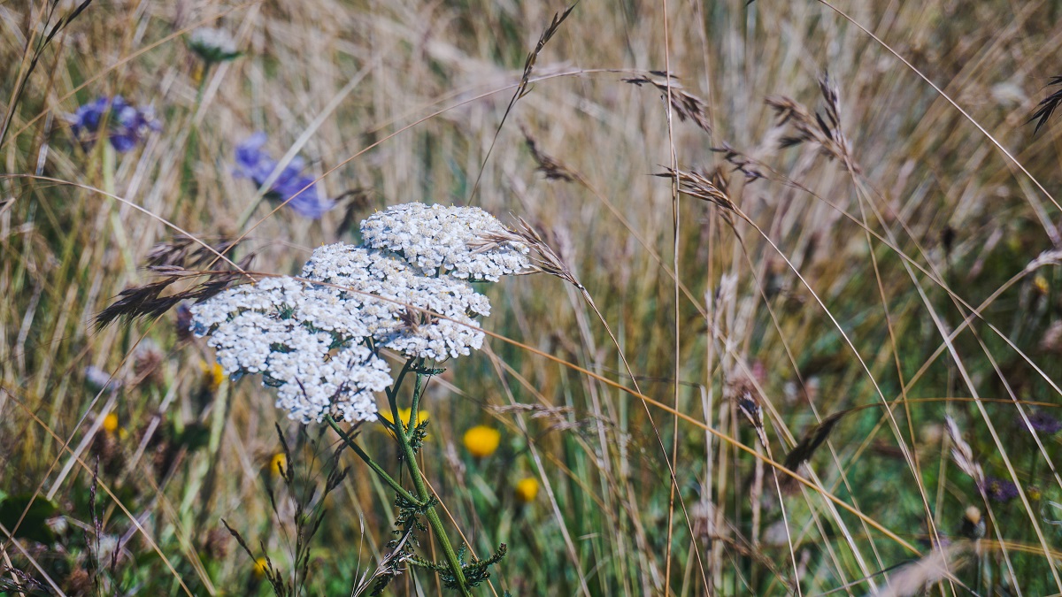 White Flower in the trail