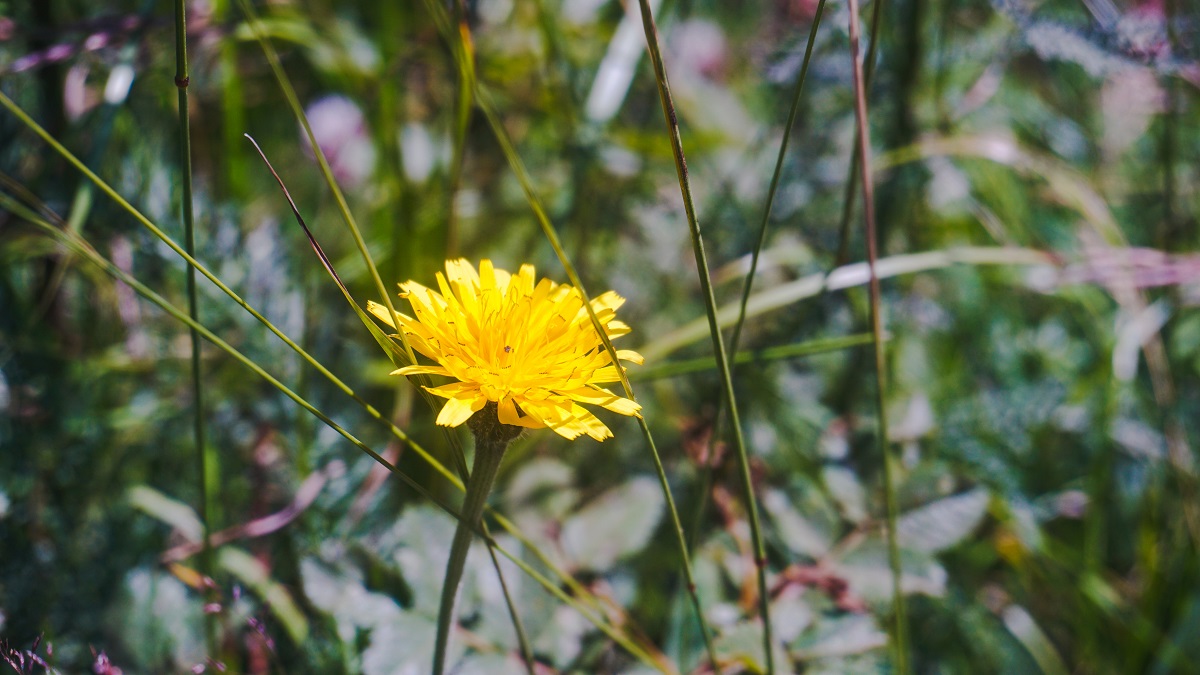 Yellow Flower in the trail