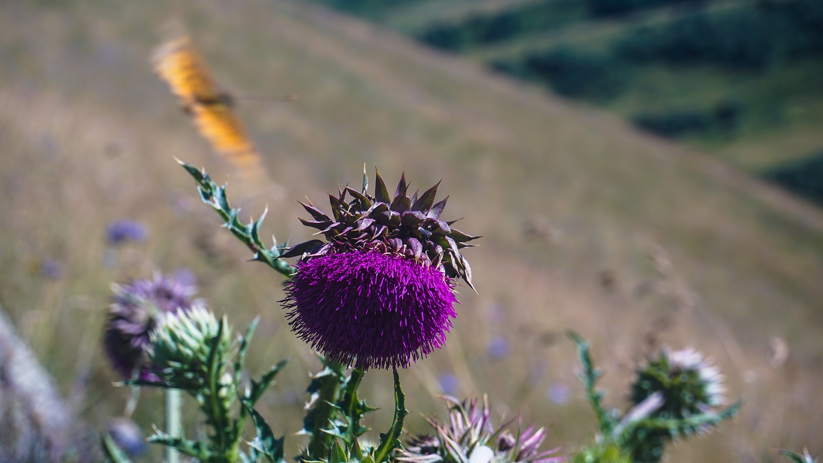 Violet Flower in the trail