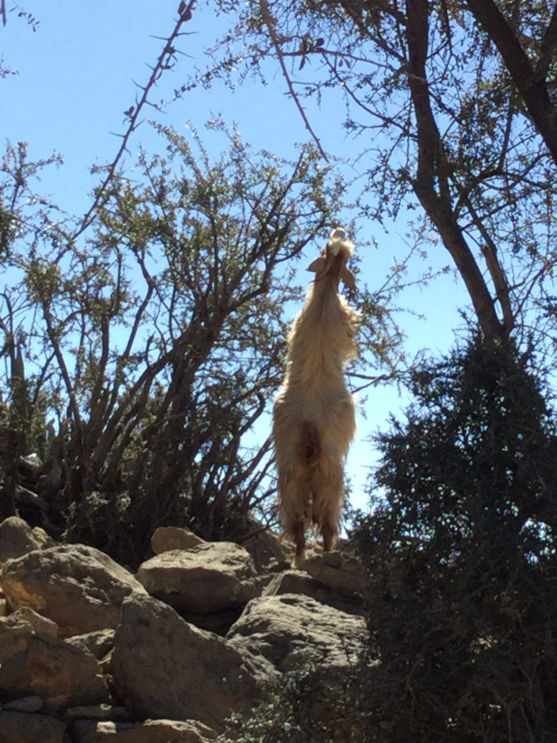 Mountain Goat