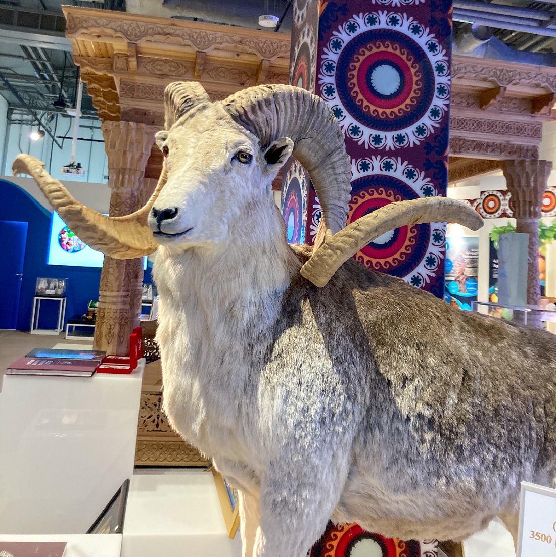 Tajikistan Pavilion - Marco Polo Sheep