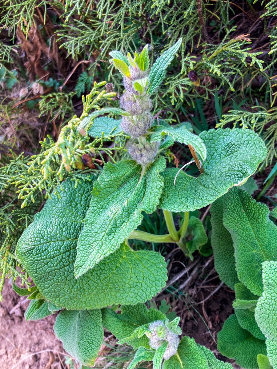 Trail plant in Ala Archa National Park