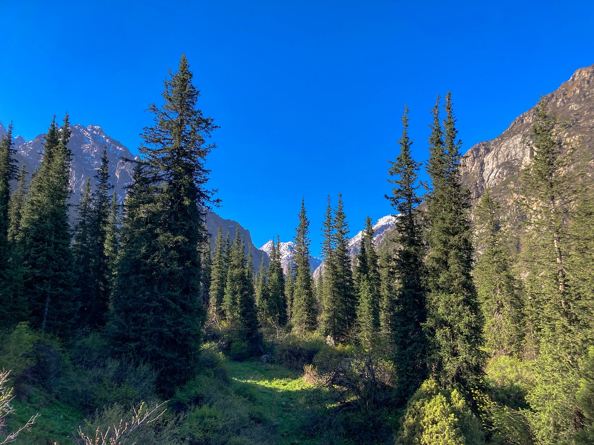 Coniferous Trees (Picea schrenkiana - Tien Shan Spruce)