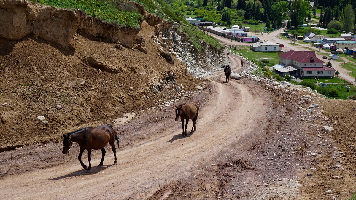 Horses in Kyrgyzstan