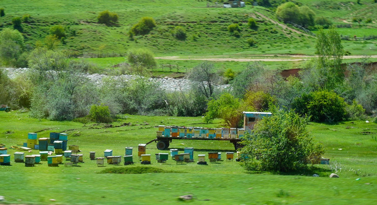 Kyrgyz Honey