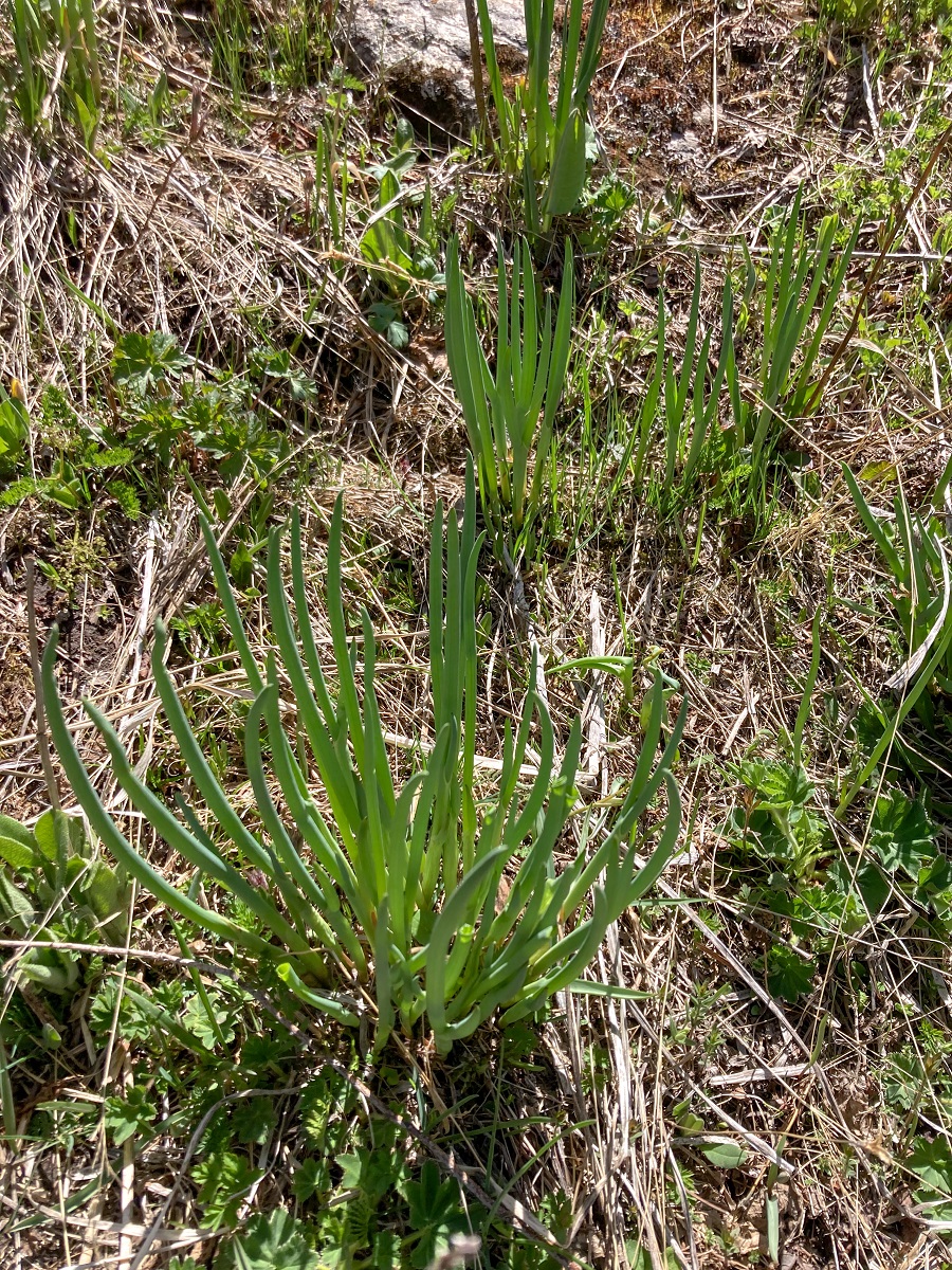Trail Plant - Onion