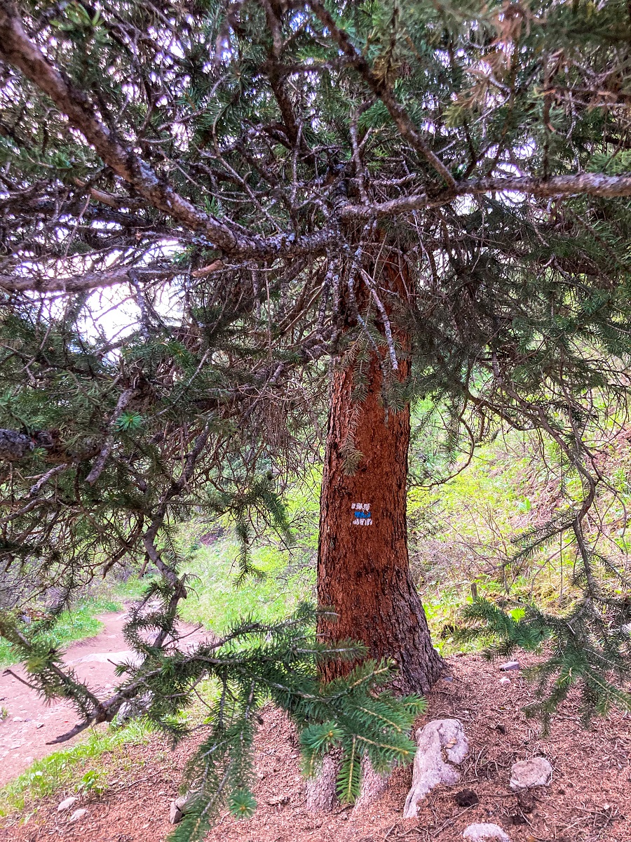 Blue and White Trail Sign 