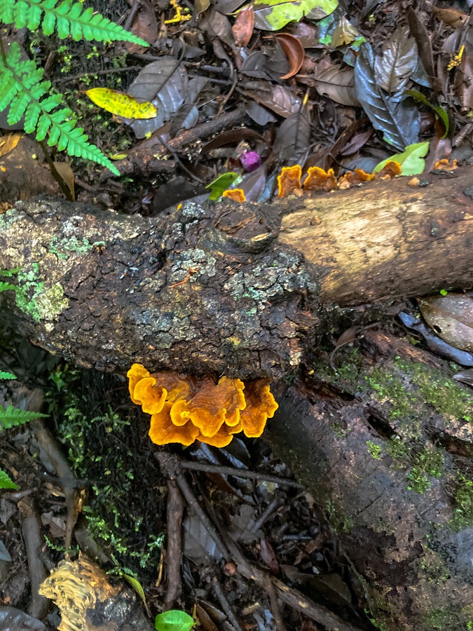 Chanterelle Mushroom found along the trail of Mount Apo Santa Cruz Trail