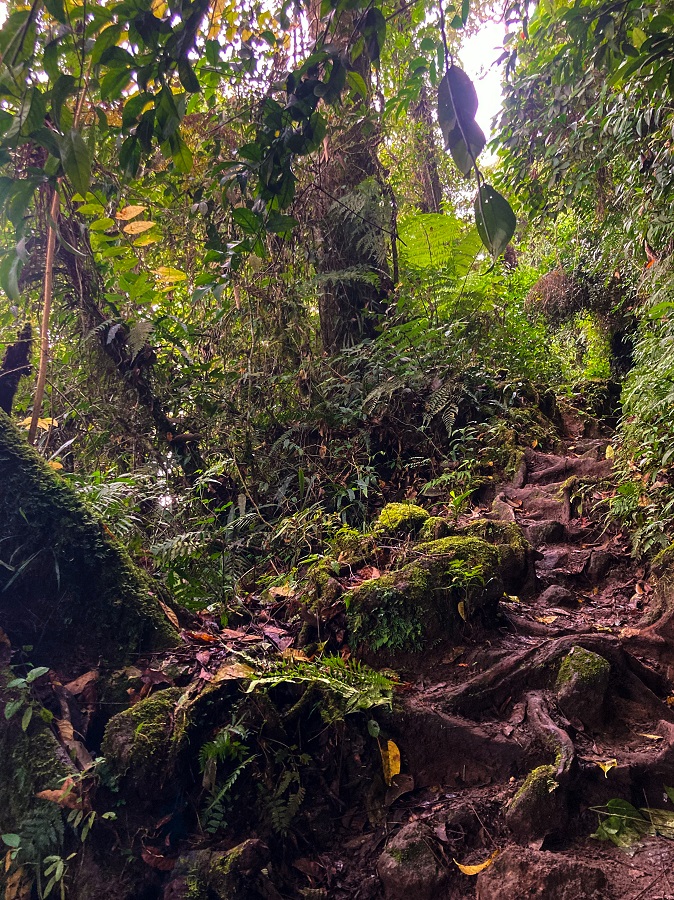 Mossy forest of the Santa Cruz Trail 