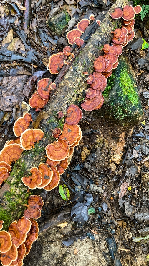 Chicken Mushroom found along the trail of Mount Apo Santa Cruz Trail
