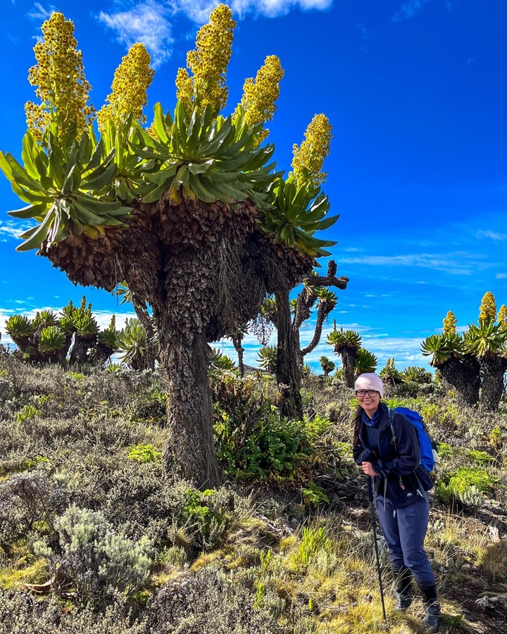 Finally posing behind the giant groundsel in Mount Elgon National Park Uganda