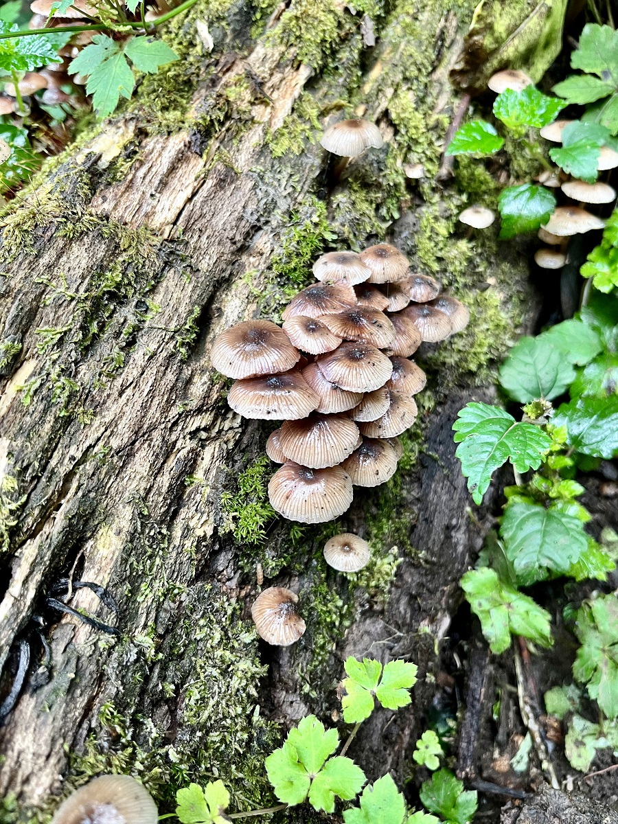 Clustered Bonnet found in Mount Elgon Bushiyi Trail
