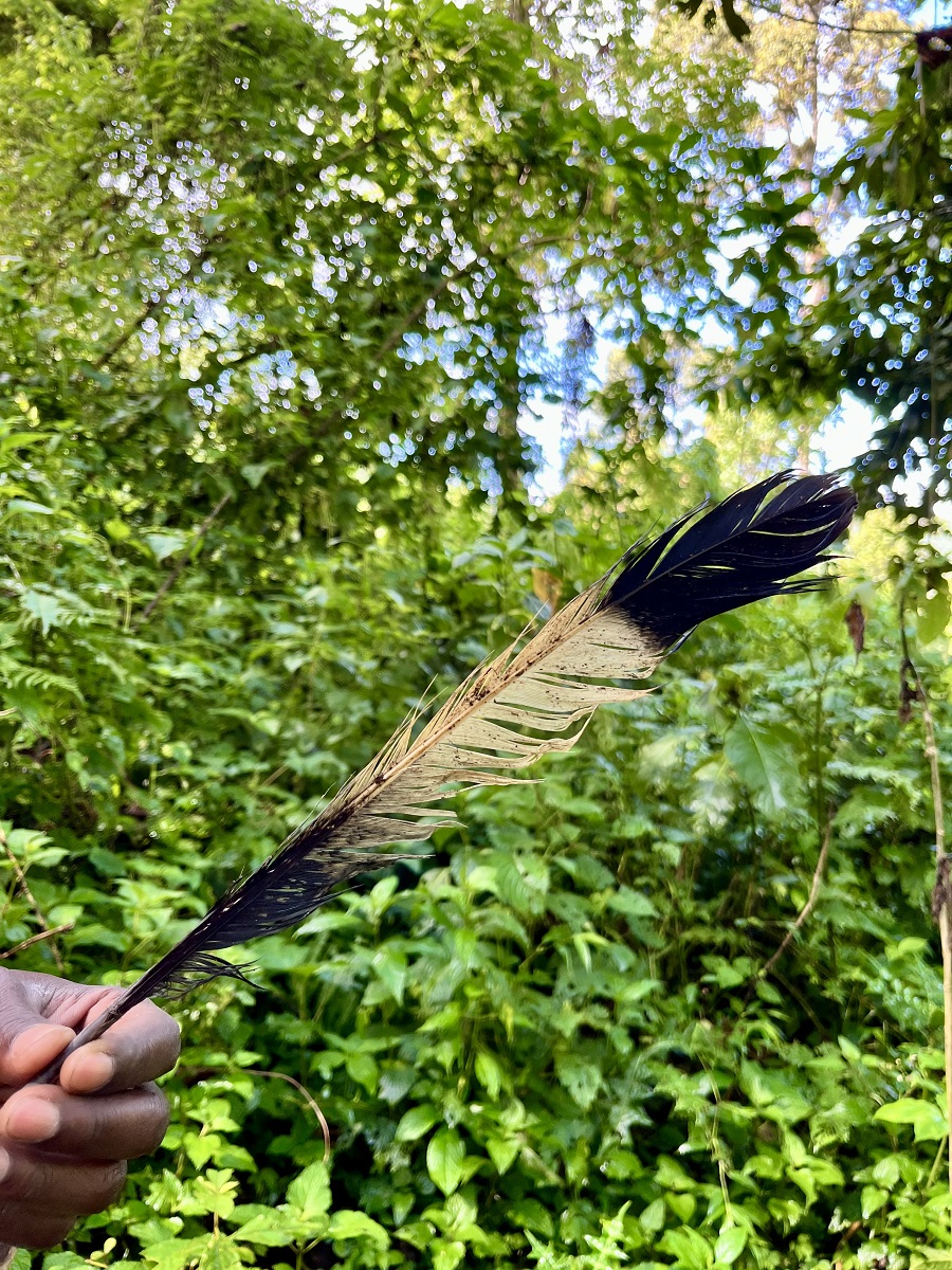 Feather of a Great Blue Turaco found in Mount Elgon Bushiyi Trail
