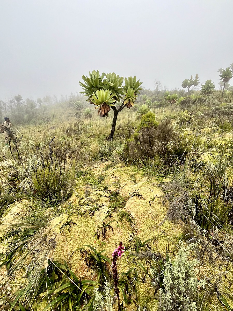 Giant Groundsel in Mount Elgon National Park 