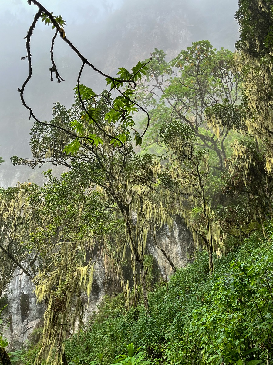 Hagenia Abyssinica with Beard Lichens 