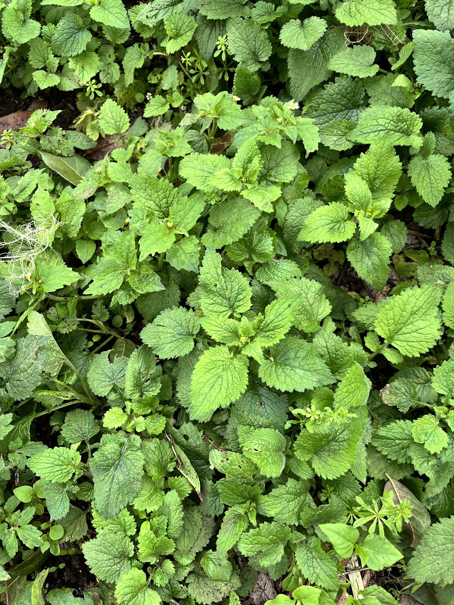 Lemon Balm found in Mount Elgon Bushiyi Trail