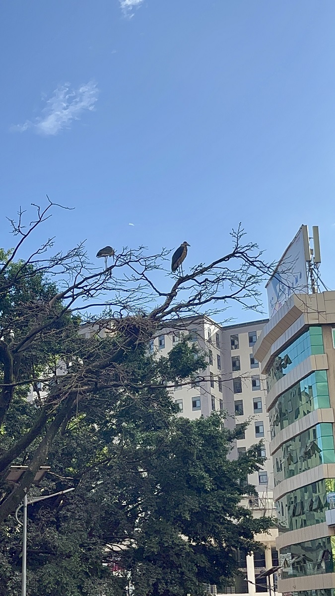 Marabou Stork seen in Kampala during walking tour 