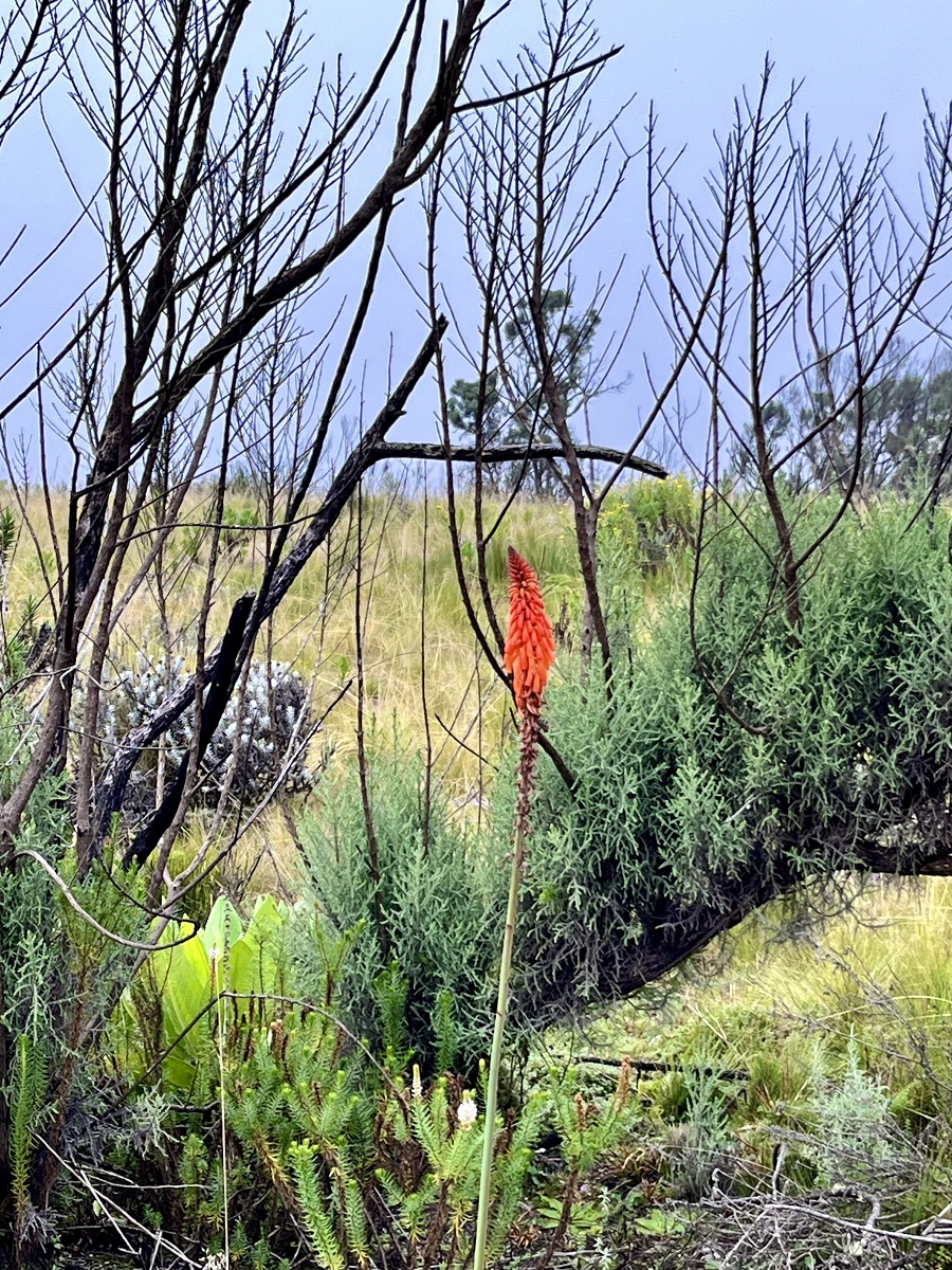Red Hot Poker found in Mount Elgon National Park