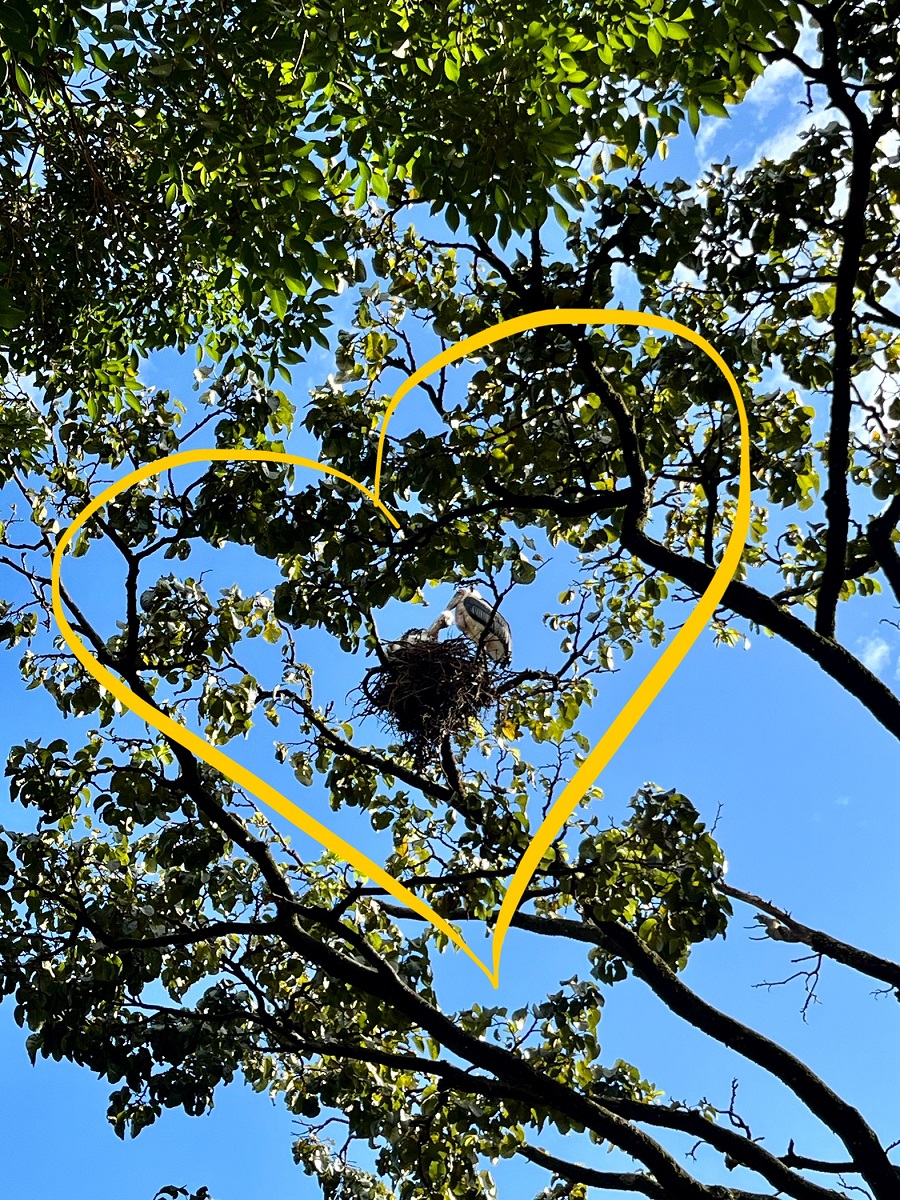 Marabou Stork seen in Kampala during walking tour 