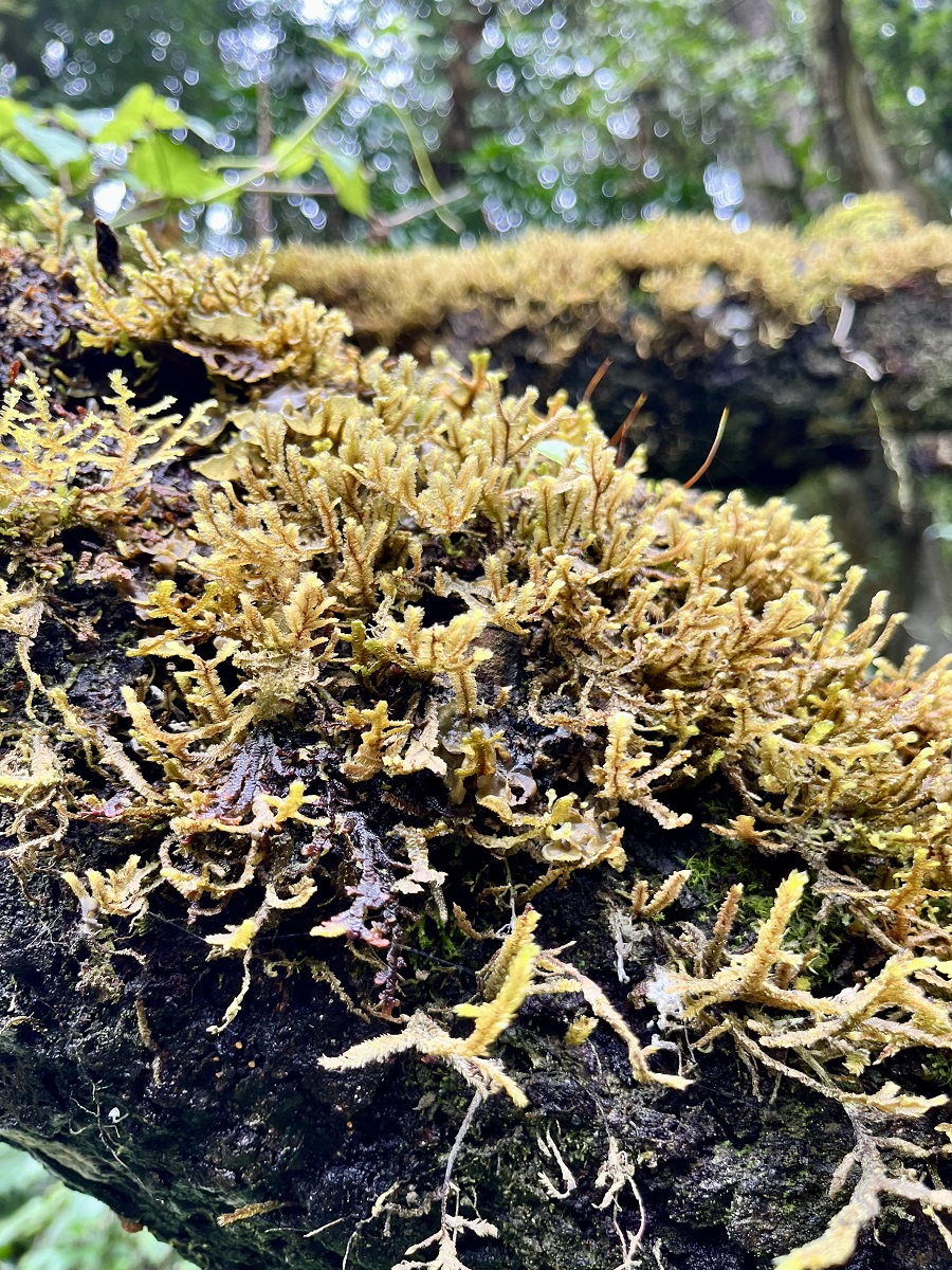 Tree Ruffle Liverwort found in Mount Elgon Bushiyi Trail