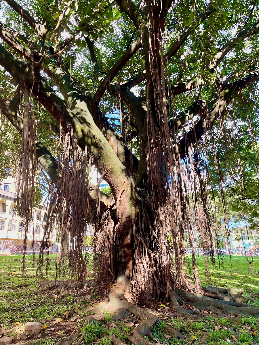 Fig Tree in Downtown Kampala 