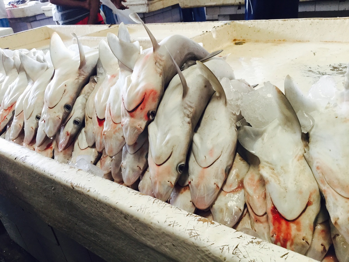Sharks being sold in Fish Market in Dubai during my first Old Dubai Tour in 2015