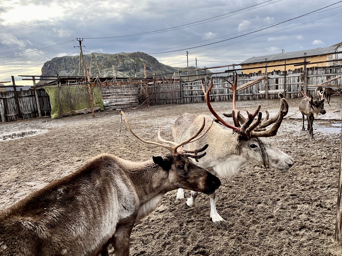 Reindeer farm in Teriberka, Russia