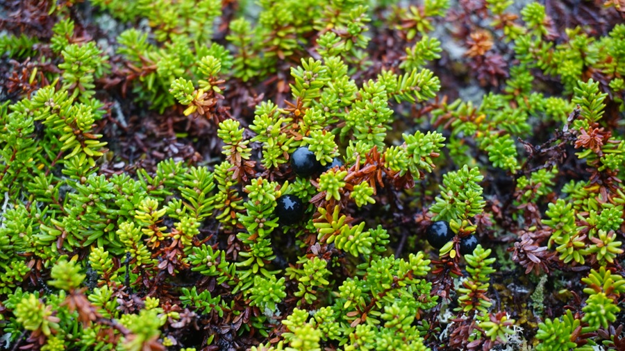 Free berries everywhere during tour in Teriberka Natural Park in Russia 