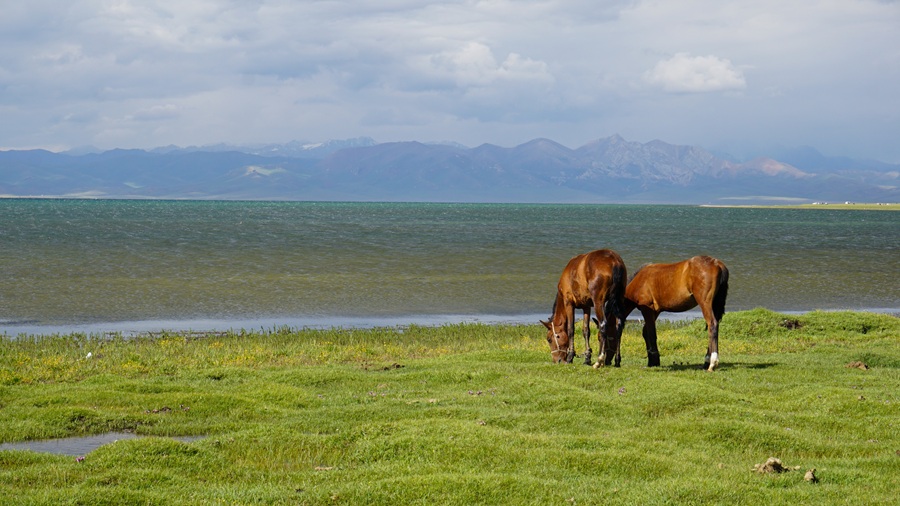 Horses grazing in Son Kul Lake in Kyrgyzstan