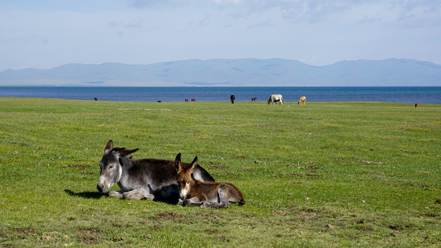 Donkeys resting after grazing in Son Kul Lake in Kyrgyzstan