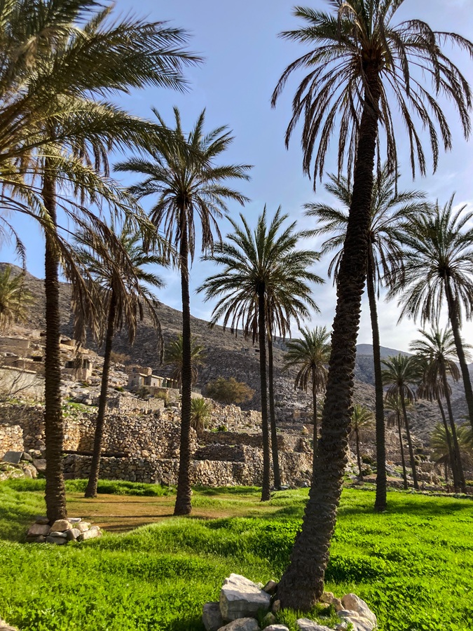 Hidden Oasis in Wadi Naqab