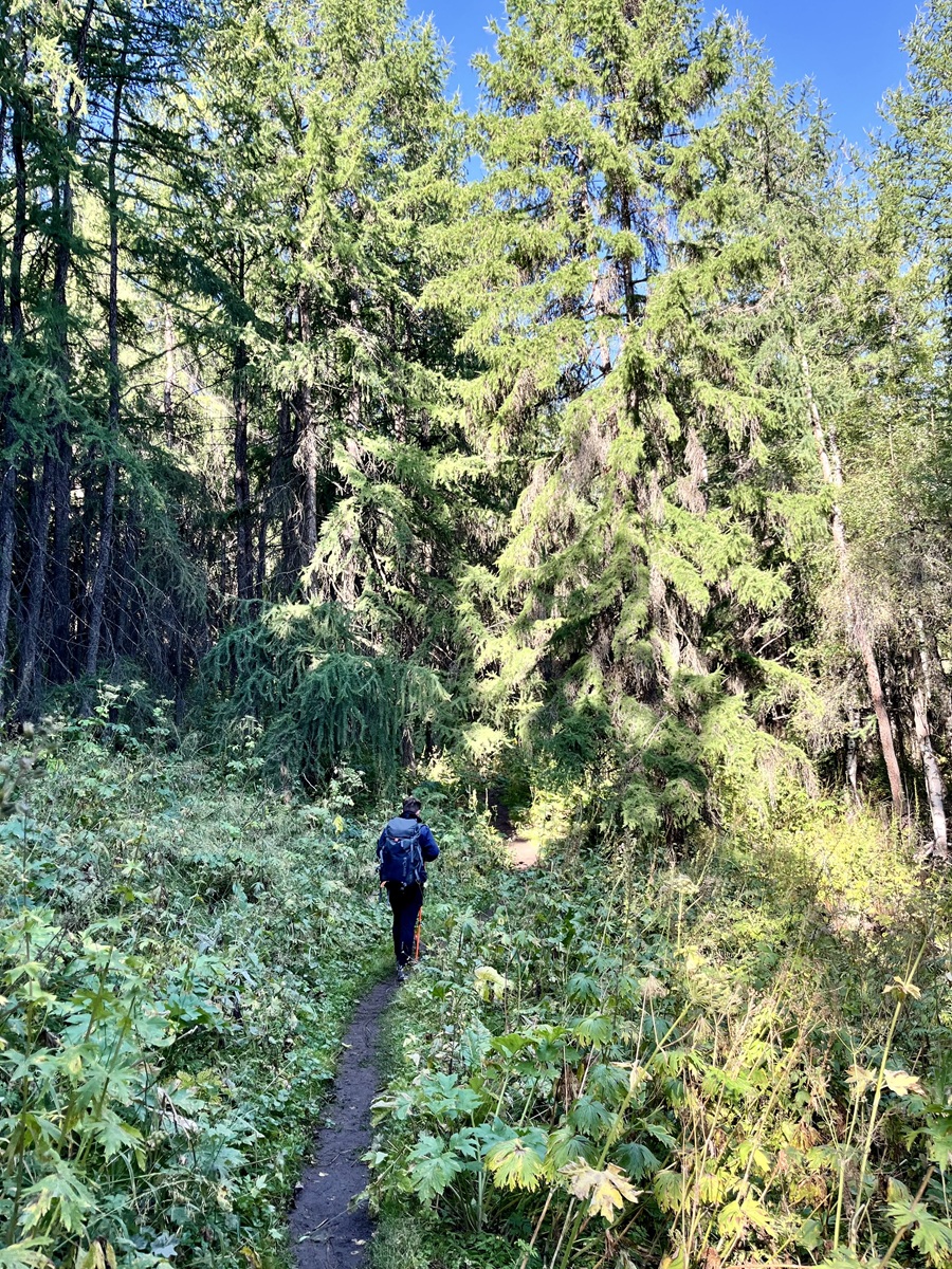 Trail inside the forest towards Adygene Lake in Ala Archa National Park 