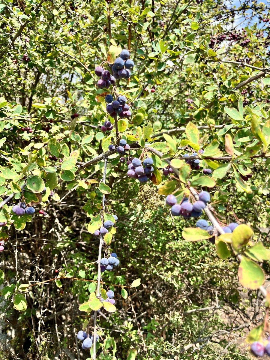 Wild berries found in Alamedin Gorge hiking trail 