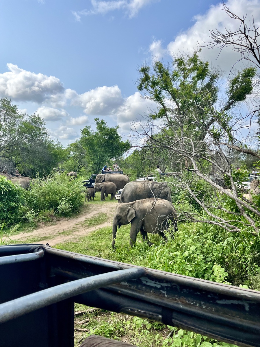 Elephant Safari in Hurulu Eco Park