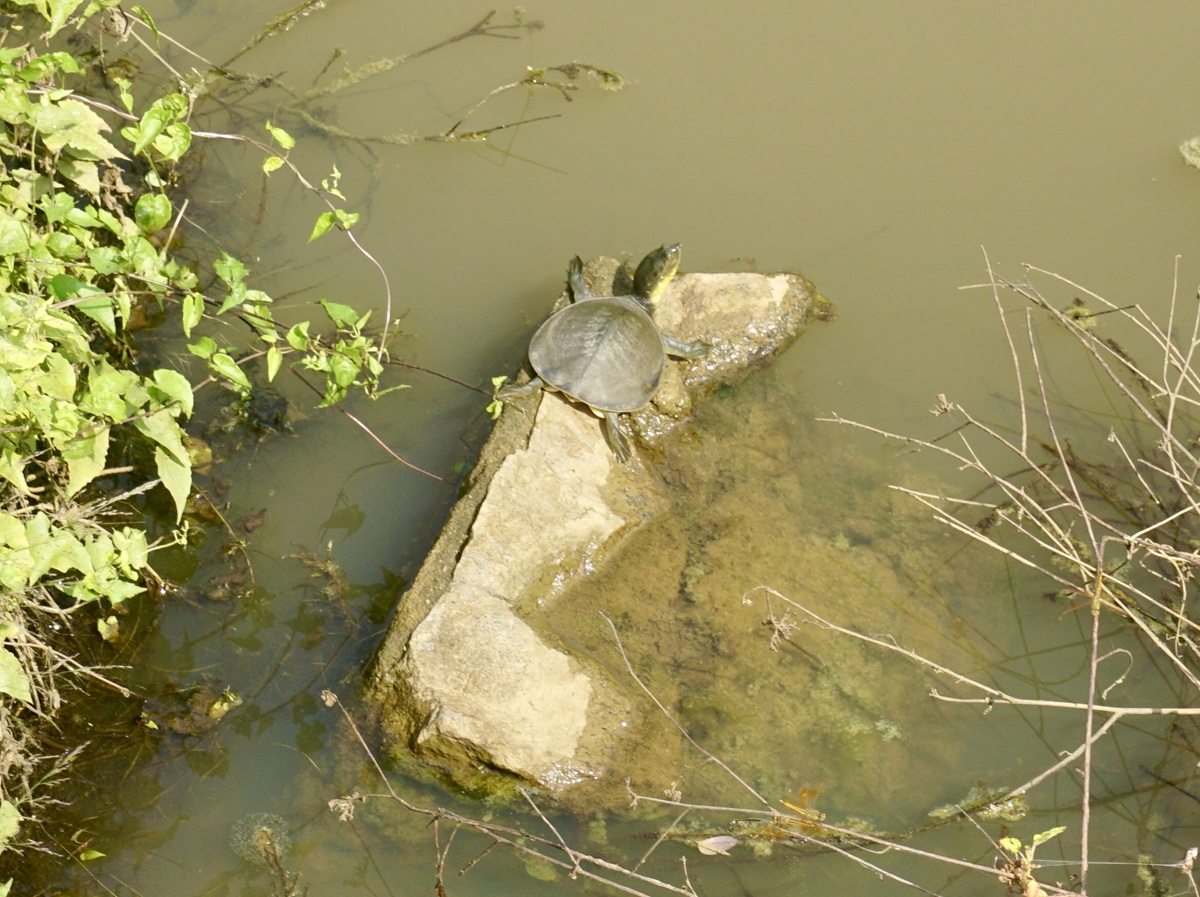 Other Wildlife Spotted in Hurulu Eco Park 