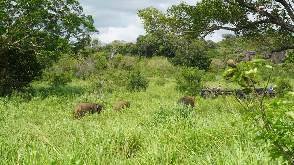 Sri Lankan Elephants spotted during our Jeep Safari Adventure in Hurulu Eco Park in Sri Lanka